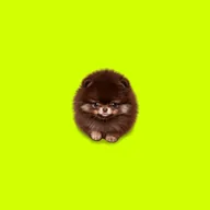 A Mini Dog (AMD) token icon