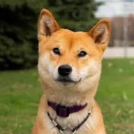 Actual Inu (AI) token icon