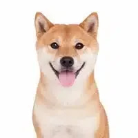 Actual inu (AI) token icon