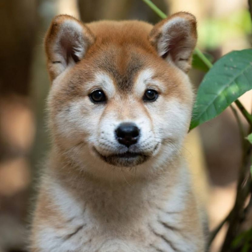 Automated Inu (AI) token icon