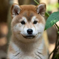 Automated Inu (AI) token icon