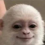 Albert the Monkey (ALBERT) token icon