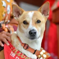 The Peace Dog (ALOKA) token icon