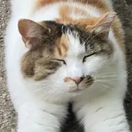 Anthropic Cat (BRIAN) token icon
