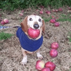 dog with apple in mouth (APPLE) token icon