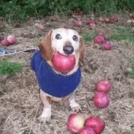 dog with apple in mouth (APPLE) token icon