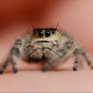Araj The Jumping Spider (ARAJ) token icon