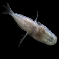 Demogorgonichthys Arcanus (ARCANUS) token icon