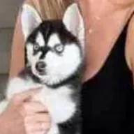 Ivanka Trump Dog (ASPEN) token icon