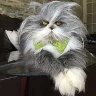 Atchoum The Cat (ATCHOUM) token icon
