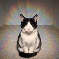 AURACAT (AURACAT) token icon