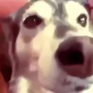 autotune dog (AUTOTUNE) token icon