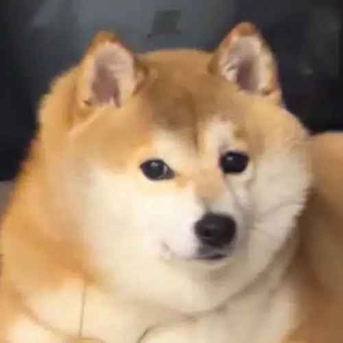 doge秽土转生版真名 (BAKA) token icon