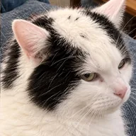 baldcat (BALDCAT) token icon