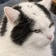 baldcat (BALDCAT) token icon