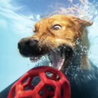Bardot The Diving Dog (BARDOT) token icon