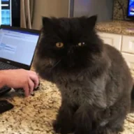 Nasdaq Cat (BARLEY) token icon