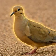 Baseball Dove (BDOVE) token icon