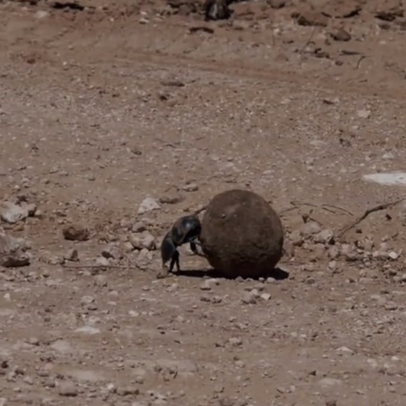 Sisyphean Beetle (BEETLE) token icon