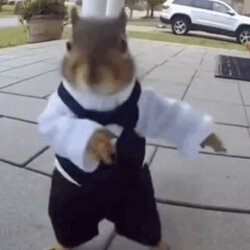 The Dancing Squirrel (BELKA) token icon