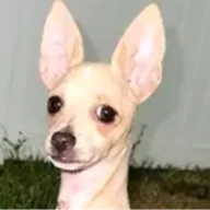 Doge-Rex (BELLY) token icon