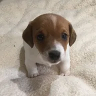 Benny (BENNY) token icon