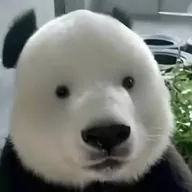 Panduh (BIAO) token icon
