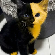 Bicat (BICAT) token icon