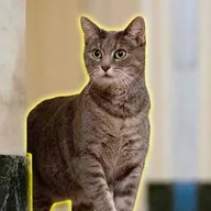 Bidens Cat (WILLOW) token icon