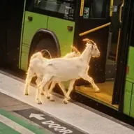 The Wandering Goats (BILLIES) token icon