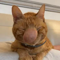 Cryptococcosis Cat (BISCUIT) token icon