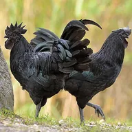 Black Cock (BLACKCOCK) token icon