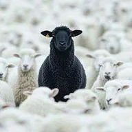 The Black Sheep (BLACKSHEEP) token icon