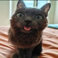 blu the blep (BLU) token icon