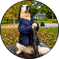 Blue The Wizard (BLUE) token icon