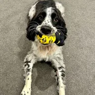 BNBDOG (BNBDOG) token icon