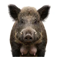 tits on a boar (BOAR) token icon