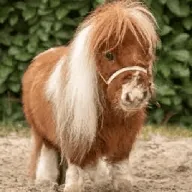 The Worlds Smallest Horse (BOMBEL) token icon