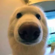 Boop (BOOP) token icon