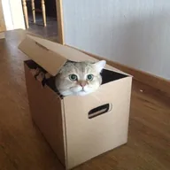 Boxed Cat (BOXED) token icon