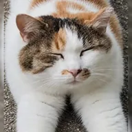 Anthropic Cat (BRIAN) token icon