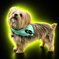 Robinhood Dog (BRODIE) token icon