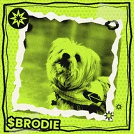 Robinhood Dog (BRODIE) token icon