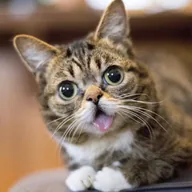 Lil BUB (BUB) token icon