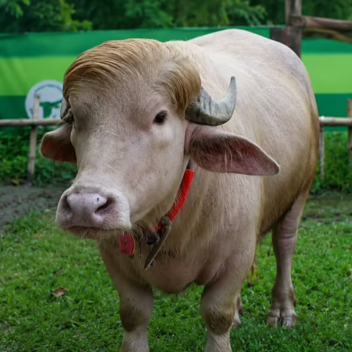Buffalo Don (BUFFDON) token icon