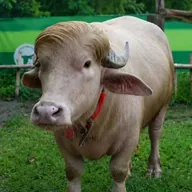 Buffalo Don (BUFFDON) token icon