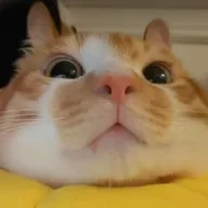 BunnyCat (BUNCAT) token icon