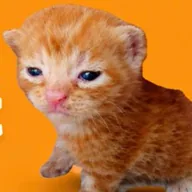Buy The Cat (BTC) token icon