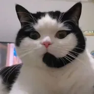 CallCat (CALLCAT) token icon