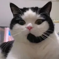 CallCat (CALLCAT) token icon